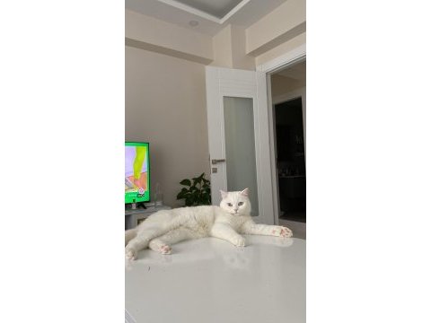 2 yaşında british shorthair ücretsiz sahiplendirilecek