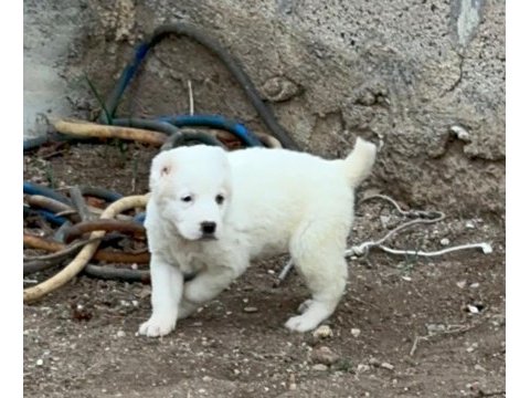 Dev alabai yavruları