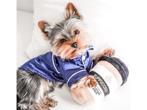 Teacup köpeğimiz daha büyümeyecek