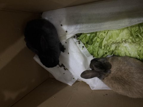 Büyümeyen tavşan arkadaş