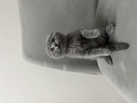 Scottish fold kedisi
