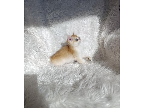 British shorthair golden ny12