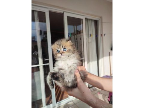 British longhair yavruları