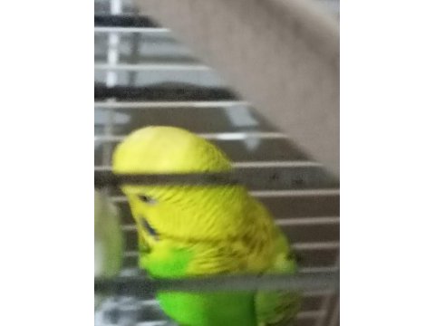 Muhabbet kuşlar renkler mevcut