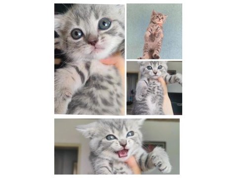 British shortair cins kedi anne ve yavruları sahiplendirme
