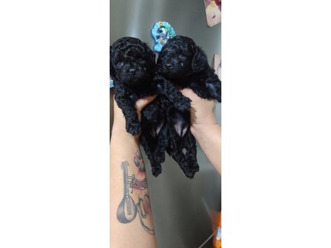 Siyahın en zarif hali poodle