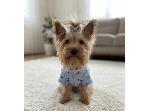 Wc eğitimli çok uyguna yorkshire terrier