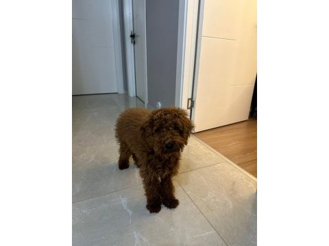 6 aylık toy poodle