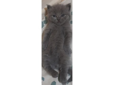 Safkan british shorthair yavru kedimiz
