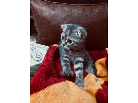 Acil scottish fold sahiplendirme