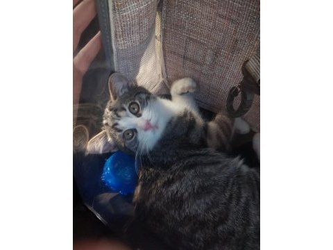 8 aylık tekir kedi yakışıklımız