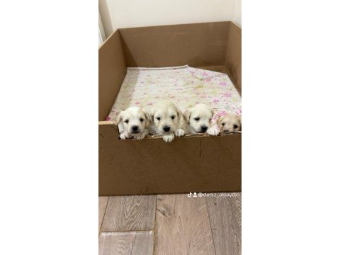 Orijinal ırk maltese terrier