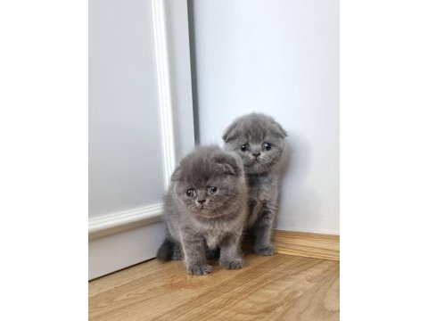 Scottish fold