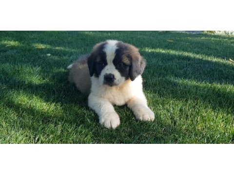 Mükemmel saint bernard böylesi yok