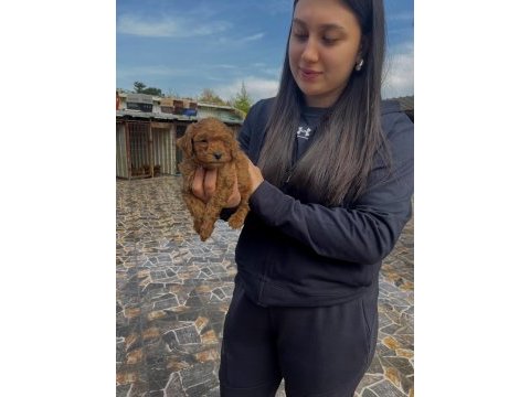 Toy poodle köpeğimiz