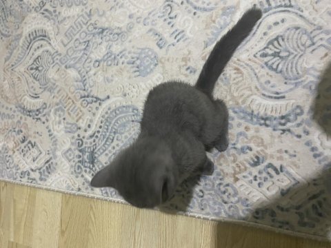 4 aylık dişi british shorthair yavrumuza yuva arıyoruz