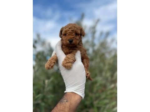 Kore toy poodle erkek ve dişi
