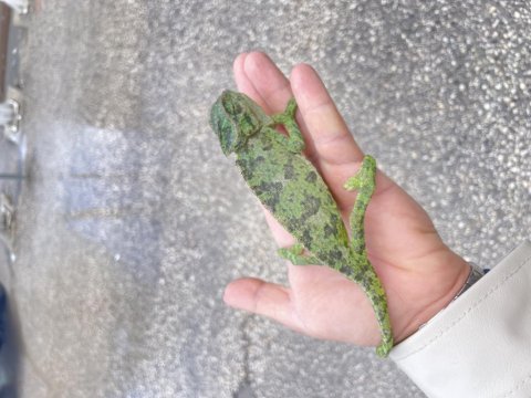 Evcil yavru elde oyun seven renk değiştiren bukalemun