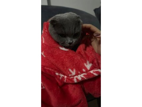 2 yaşında dişi scottish fold