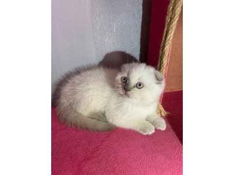Aradığın yavru kedimiz burada