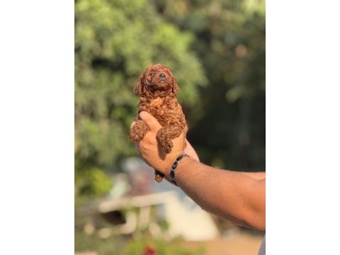 Büyümeyen aşılı çiş eğitimli toy poodle 