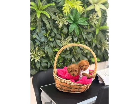 Toy poodle dişi ve erkek yavrumuz