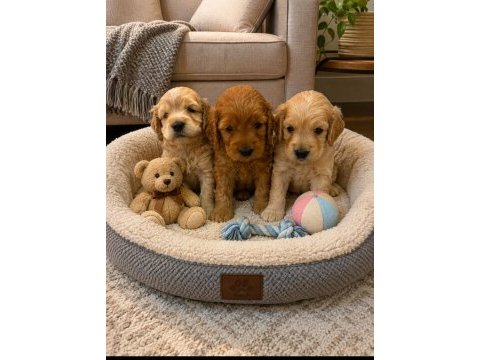 Evınızın yakısıklı maltipoo mınıklerı