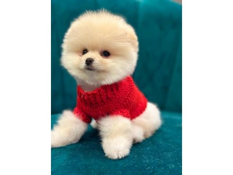 Pomeranian boo yavruları