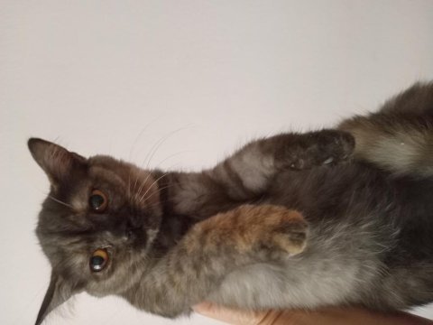 İki kız kardeş tortie anne baba orjinal