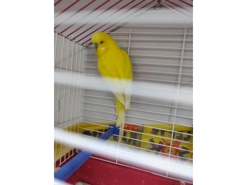 Kafesiyle beraber sarı jumbo bilezikli muhabbet kuşu