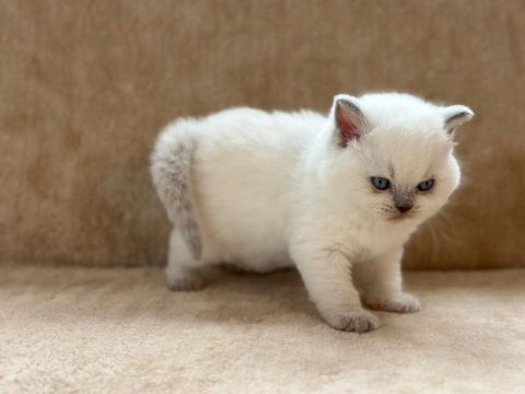 Eşsiz güzellikte point british shorthair