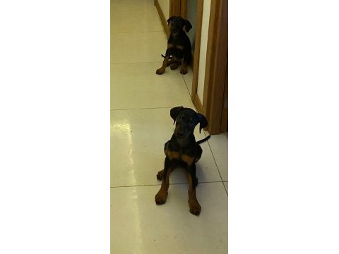 Doberman amerikan cinsi
