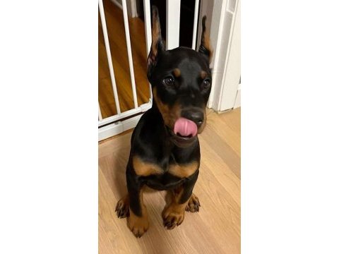 Güç hız ve asalet doberman