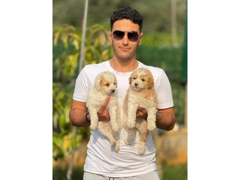Maltıpoo bebegımız jasy