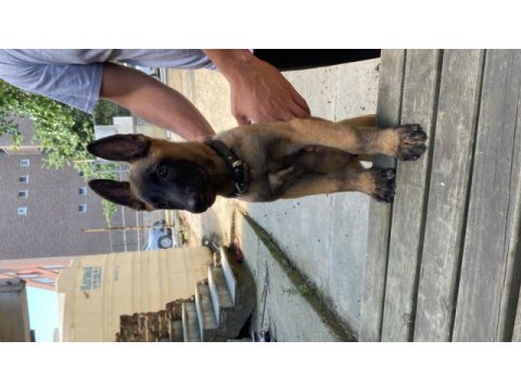 Safkan malinois son 2 yavru belçika kurdu