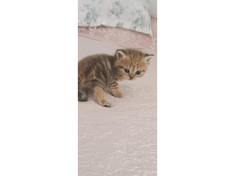 British shorthair tabby cinsi safkan