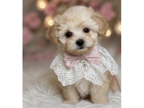 Teacup maltipoo bebekler