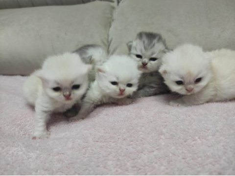 Kendi kedimin british longhair yavruları