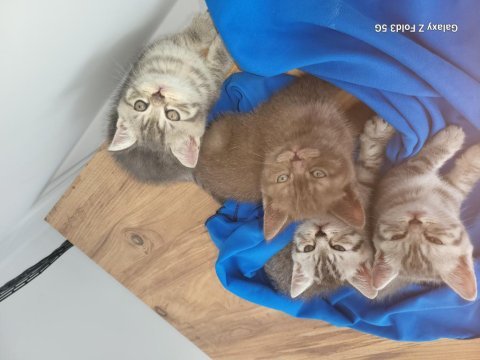 Whiskas british shorthair sağlıklı ve güçlü