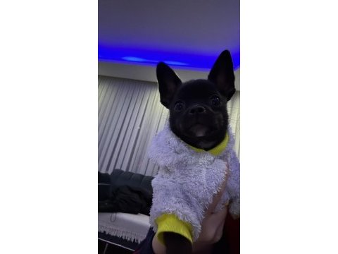 Elma kafa 5 aylık gerçek 0 numara chihuahua