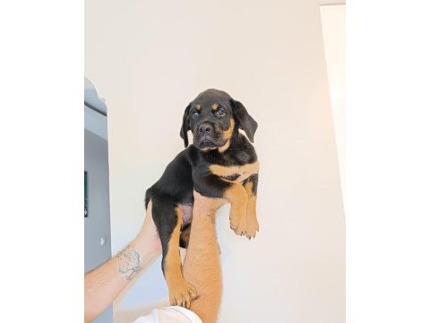 Rottweiler yavru
