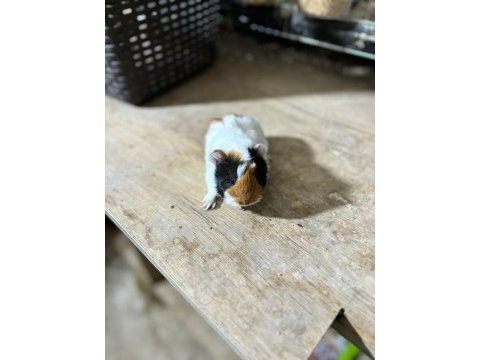 İstanbul bağcılar sahibinden ginpig
