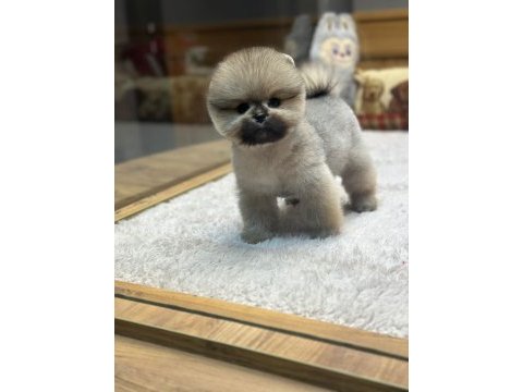 Pomeranian boo orange dişi yavrumuz yeni ailesini aramakta