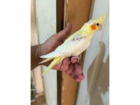 40 günlük lutino bebek sultan papağanı