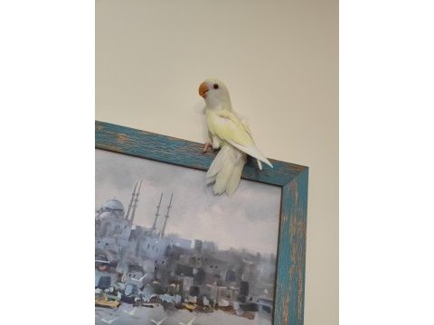 Kremino yavru sevda papağanları