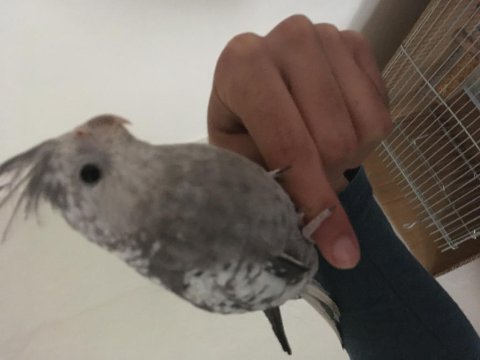 Ele alışık wf yavru sultan papağanı