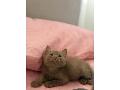 Cinnamon british shorthair