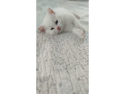Pamuk british shorthair
