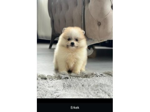 3 aylık pomeranian boo ve teddy bear kardeşler