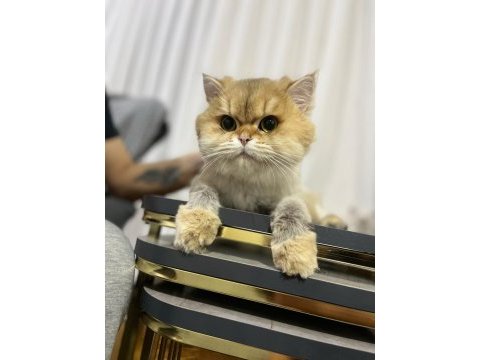 Golden ny12 british longhair